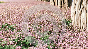 Beautiful pink flower field autumn tree . Photography Background Blooming Romantic Pink Flowers Trees Field Dreamlike Aesthetic