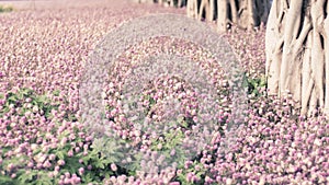 Beautiful pink flower field autumn tree . Photography Background Blooming Romantic Pink Flowers Trees Field Dreamlike Aesthetic