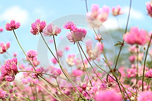 Beautiful pink flower fields  Blooming during the natural spring time in Thailand