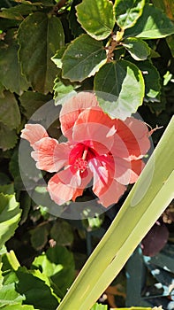 beautiful pink flower flora botany plant