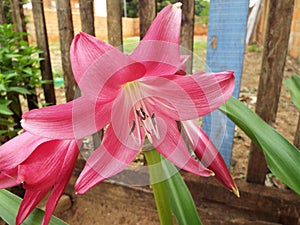 Beautiful Pink Flower in garden photo