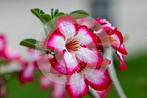 Beautiful pink flower in the garden that inspires love and passion