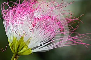 Beautiful pink flower in the garden that inspires love and passion