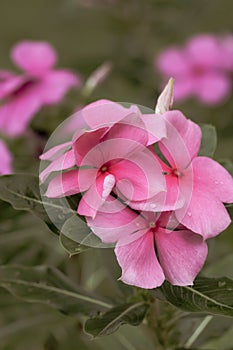 Beautiful pink flower in the garden that inspires love and passion