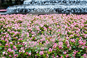 Beautiful pink flower garden and water flow background