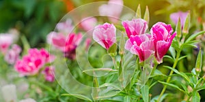 The beautiful pink flower of Godetia Clarkia grows in a garden on a sunny day. Summer flowers. Natural wallpaper. Soft selective photo