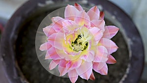 A beautiful pink flower on a green echinopsis spachiana cactus