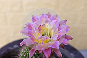 A beautiful pink flower on a green echinopsis spachiana cactus photo