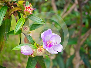 Beautiful pink flower in the green forest