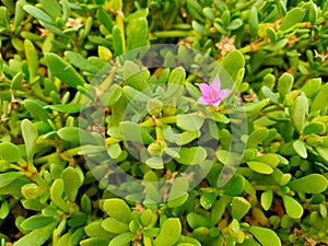 Beautiful pink flower with green leaves surrounding it.