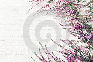 Beautiful pink flower heather frame calluna vulgaris, erica, ling on white rustic background top view. photo