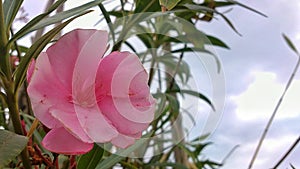 Beautiful pink flower - Hermosa flor rosa photo