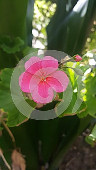 Beautiful Pink Flower Iringa Tanzania