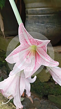 Beautiful pink flower isolates photo