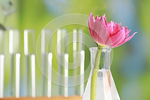 Beautiful pink flower in laboratory glass flask against blurred test tubes, closeup. Space for text