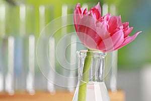 Beautiful pink flower in laboratory glassware against blurred test tubes, closeup. Space for text
