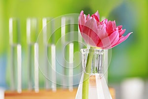 Beautiful pink flower in laboratory glassware against blurred test tubes, closeup. Space for text