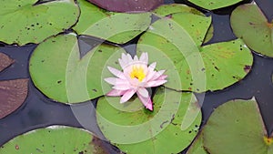 A beautiful pink flower on a lily pad in an undisturbed lily pond
