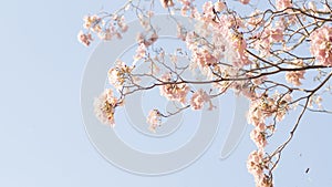 Beautiful pink flower look likes Sakura Flower or Cherry Blossom With Beautiful Nature Background . Spring flower tree blossom.