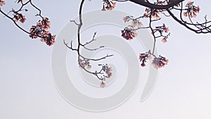 Beautiful pink flower look likes Sakura Flower or Cherry Blossom With Beautiful Nature Background . Spring flower tree blossom.