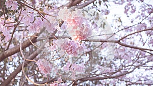 Beautiful pink flower look likes Sakura Flower or Cherry Blossom With Beautiful Nature Background . Spring flower tree blossom.