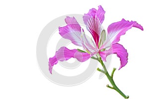 Beautiful pink flower name Purple Orchid Tree, butterfly tree on white isolate background.