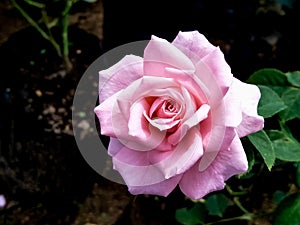 Beautiful pink flower nature photography