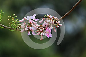 beautiful pink flower in nice blur background during automn