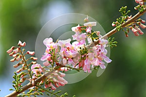 beautiful pink flower in nice blur background during automn