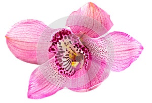 Beautiful pink flower, orchid flower, isolated on white background, with clipping path