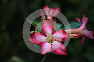 Beautiful PINK flower in the park