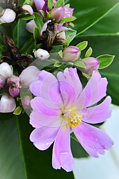 The beautiful pink flower of Pereskia Grandifolia
