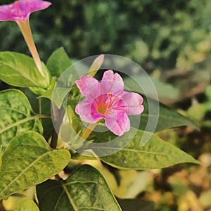 Beautiful pink flower on plant