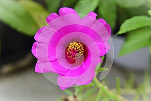The beautiful pink flower of Portulaca grandiflora photo