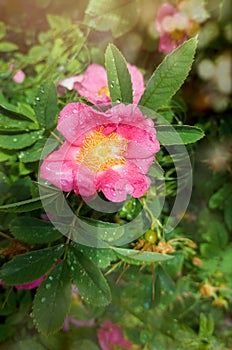 Beautiful pink flower of a rosehip plant in dew drops close-up. Vertical format. Copyspace