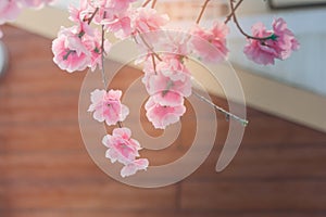 Beautiful pink flower or sakura flower blossom with brown wall of buildings in the background. Soft focus