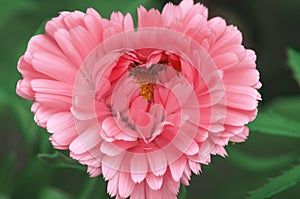 Beautiful pink flower in the shape of a heart to congratulate your loved ones on Valentine`s day