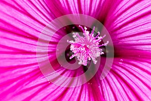 A beautiful pink flower with stamen full of pink pollen - macro shot