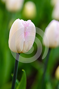 Beautiful pink flower of tulip sort Sweet Flag