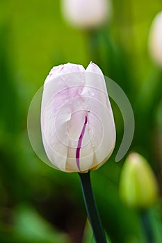 Beautiful pink flower of tulip sort Sweet Flag