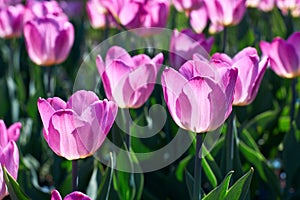 Beautiful pink flower tulips lit by sunlight. Soft selective focus