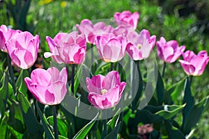 Beautiful pink flower tulips lit by sunlight. Soft selective focus. Close up