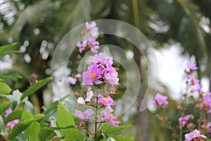 A beautiful pink flower unplucked