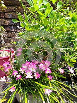 A beautiful pink flower vuss