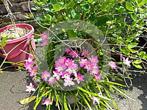 A beautiful pink flower vuss