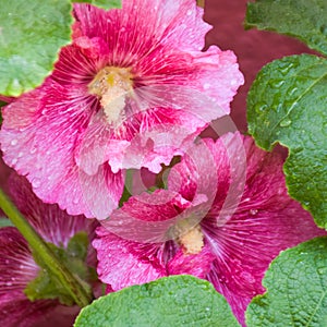 Beautiful pink flower with water drops & green leaf