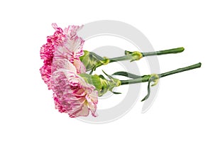 Beautiful pink flower on white background