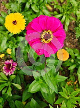 Beautiful Pink Flower with Yellow Center and Honey Bee