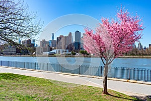 Beautiful Pink Flowering Crabapple Tree during Spring at Rainey Park along the East River in Astoria Queens New York