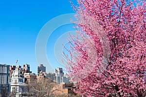 Beautiful Pink Flowering Crabapple Trees during Spring in Astoria Queens New York with a Skyline view of Roosevelt Island